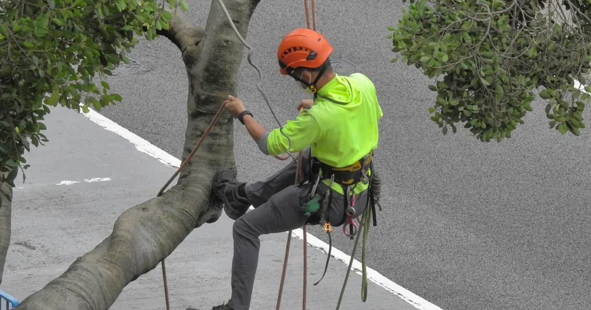 Prix d'un élagage d'arbre : tarifs selon la hauteur et l'espèce